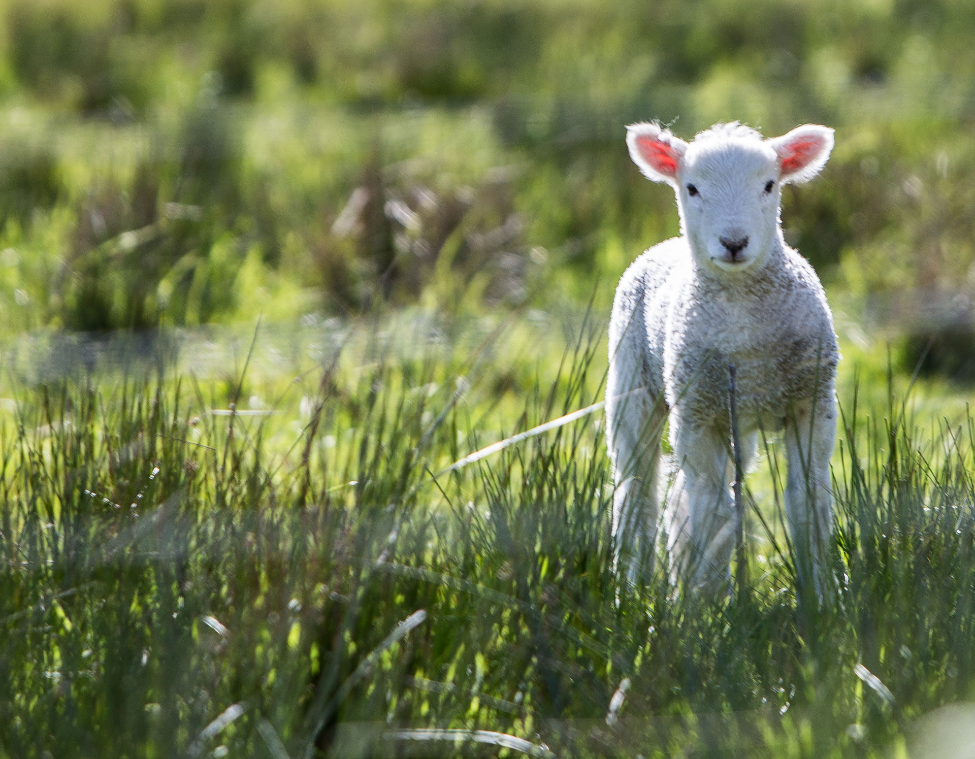 Lamb, sheep